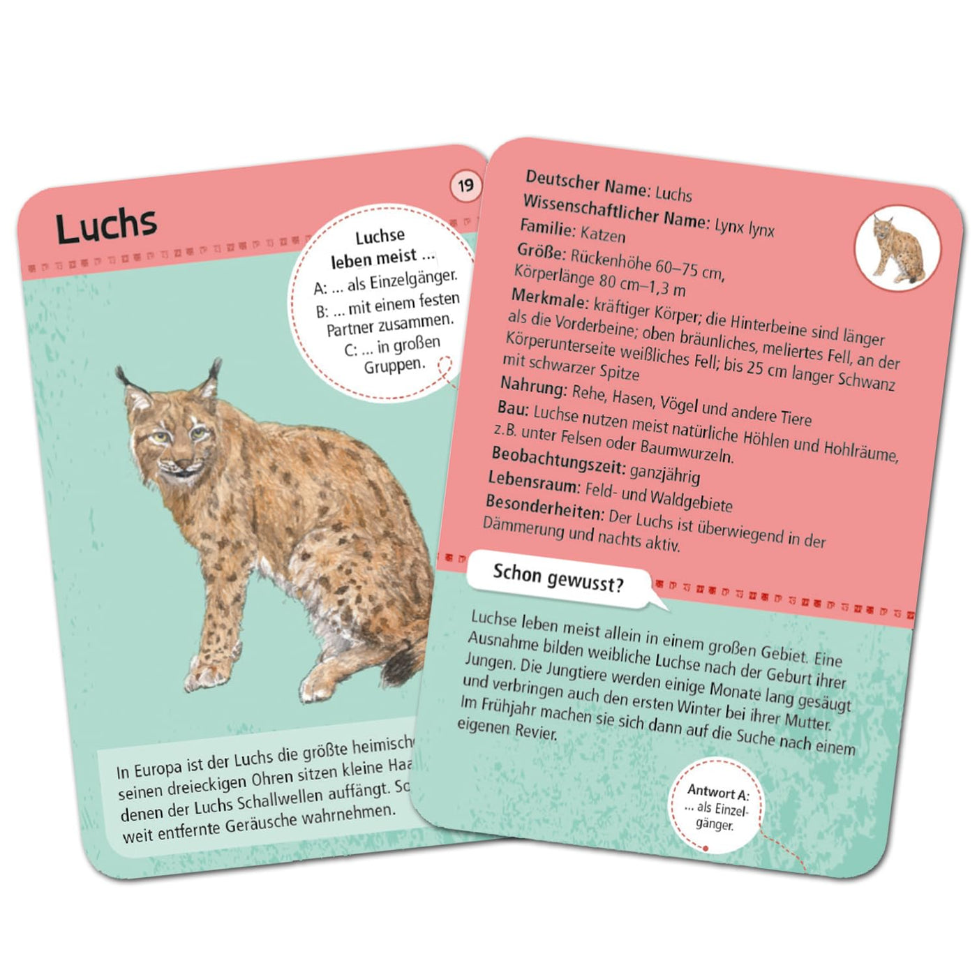 moses. Expedition Natur - 50 heimische Wald- und Wildtiere, Entdeckerkarten zur Bestimmung von Tierarten, Outdoor-Spielzeug für Kinder ab 6 Jahren