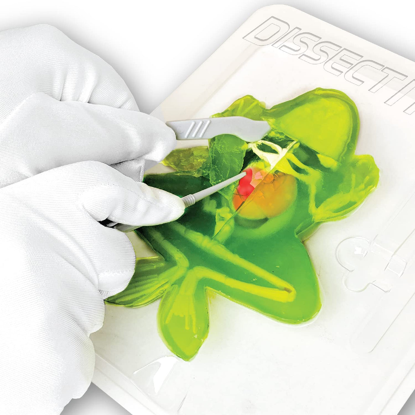 Original SLIMY Lab Dissect-IT Frosch - Experimentieren & Forschen Sezier-Set - Schleim Labor, prämiertes STEM/Mint Lernspielzeug, Slime-Set mit Spielknete und Sezierwerkzeug