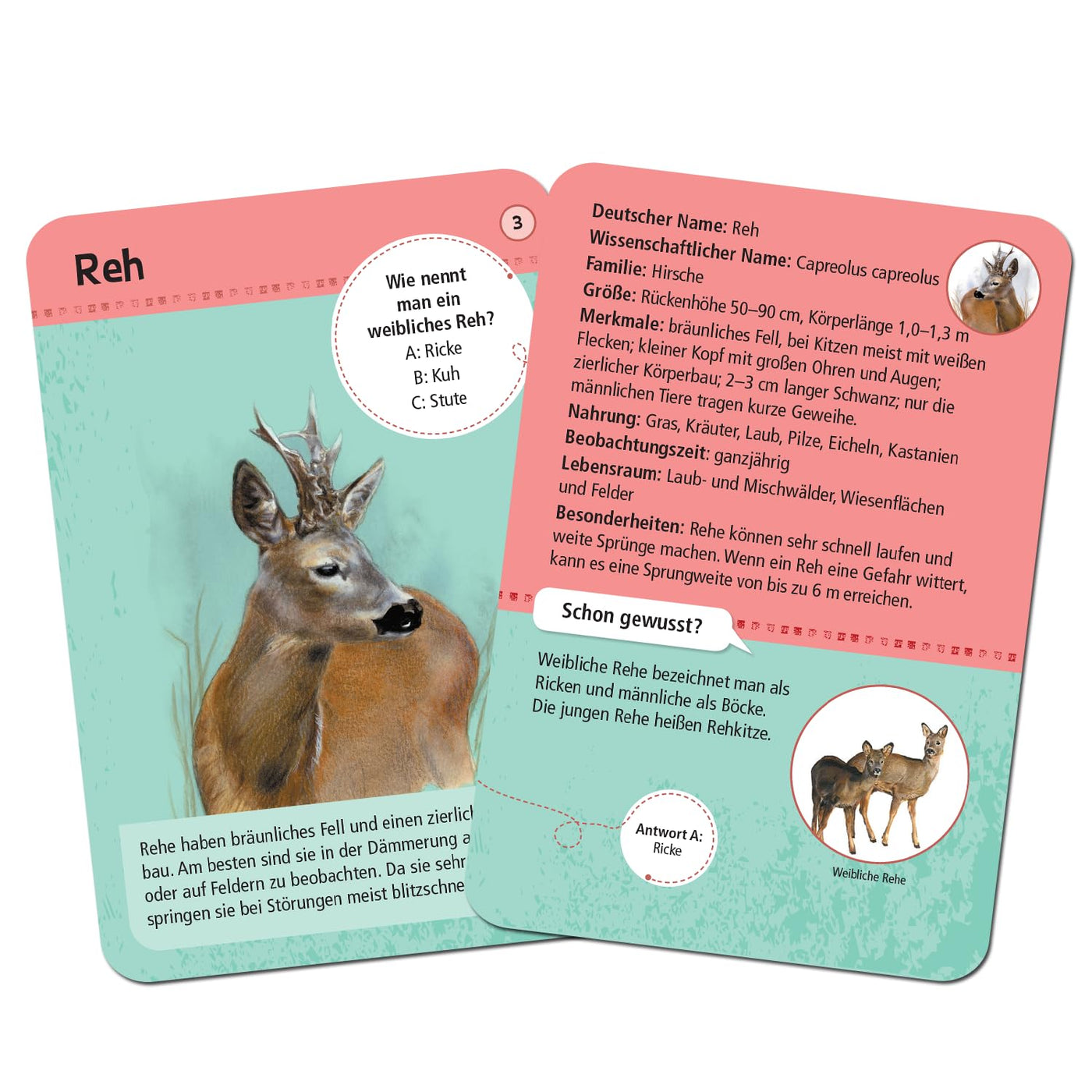 moses. Expedition Natur - 50 heimische Wald- und Wildtiere, Entdeckerkarten zur Bestimmung von Tierarten, Outdoor-Spielzeug für Kinder ab 6 Jahren