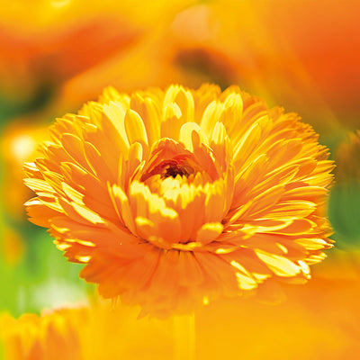 WELEDA Bio Baby Calendula Wundschutzcreme 75ml - Naturkosmetik Wundsalbe / Babycreme für den Schutz empfindlicher Baby Haut im Windelbereich. Hilft bei Rötungen, gereizter Haut und Wundsein