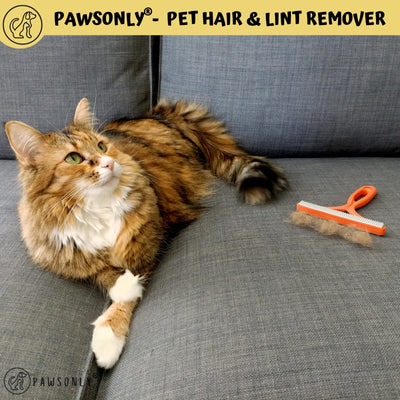 PawsOnly Tierhaarentferner | Katzenhaarentferner | Hundehaare Entfernen | Fusselentferner für Sofa Auto Teppich Kratzbaum Kleidung | Tragbarer | Fusselbürste Tierhaare Pet Hair Remover (Orange)