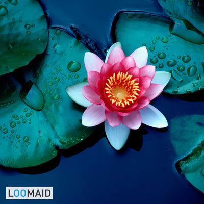LOOMAID Silikon WC-Bürste mit Lotuseffekt – Made in Germany – Ersatz Klobürste, Toilettenbürste (Grau)